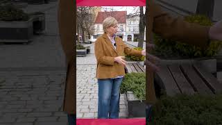 Ostrowski Rynek przejdzie zieloną metamorfozę!