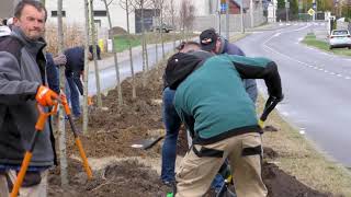 Uroczyste sadzenie drzew z okazji 35-lecia samorządu terytorialnego!